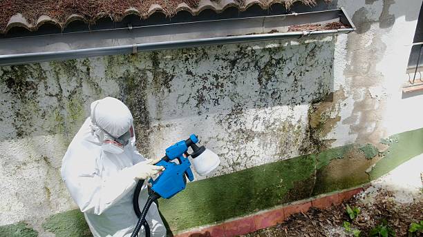 Trusted Crawl Space Mold Removal service in Somerset, NJ - Cheap Mold Removal